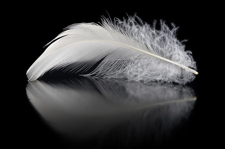 feather摄影照片_羽毛