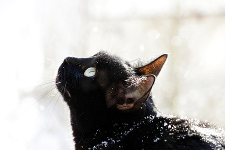 下雪花摄影照片_一只黑猫在街上看着大雪落下的街道。雪花落在猫之上.