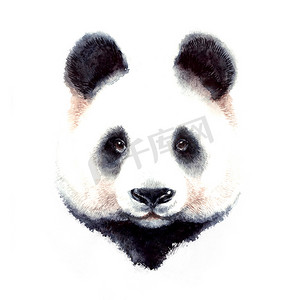 熊猫熊水彩插图肖像