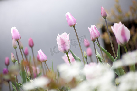 色彩艳丽的花园里的郁金香花