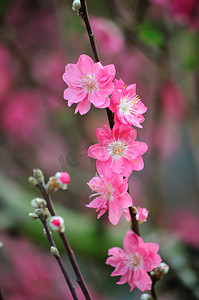 盛开在春天用粉色的花树