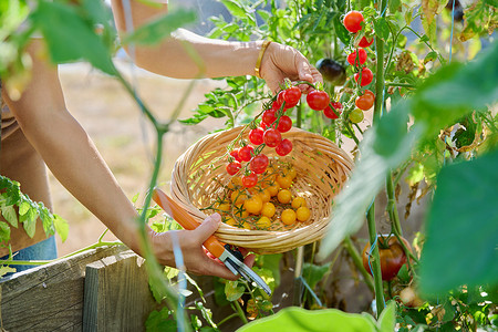 采摘樱桃番茄，手拉手在篮子里采摘黄色和红色西红柿。天然有机蔬菜、农业、耕作、园艺概念