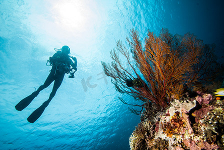 feather摄影照片_潜水员和 Derawan，加里曼丹，印度尼西亚水下照片的海扇