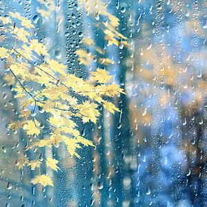 枝叶茂盛的大树摄影照片_雨窗秋园枝叶黄/抽象秋底，风景在雨窗，天气十月雨