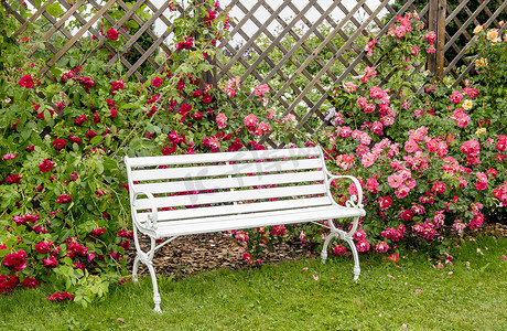 夏日,白色的浪漫风格的公园长椅在郁郁葱葱的五彩缤纷的玫瑰花园里.褐木网壁板,植物吊架.