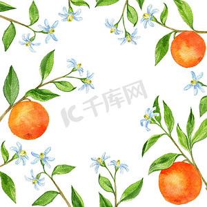 背景与树枝果实、 花朵、 叶子和橘子