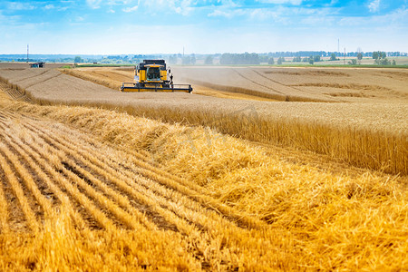 收割机摄影照片_小麦田里的农业劳动.收割机收集成熟的谷物