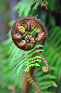 新西兰的贵宾树蕨象征
