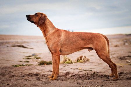狗品种罗得西亚脊背龙