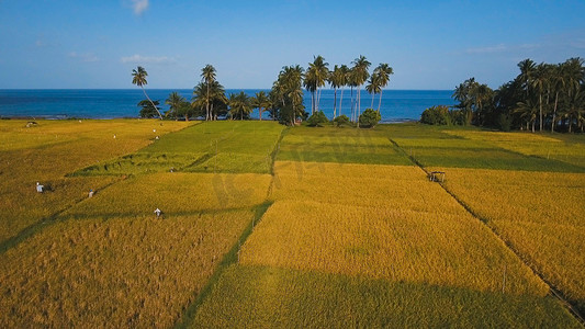 一片稻田的鸟瞰图。菲律宾