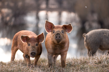 cute摄影照片_Cute mangalitsa pigs