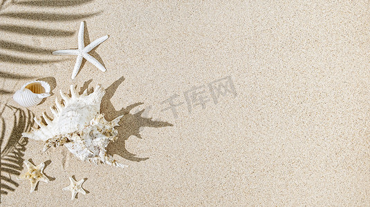 White Sea shells and star fish  on  sand and palm tree  shadows. Tropical summer background