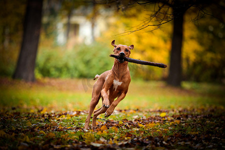 秋天的犬种罗得西亚脊背龙