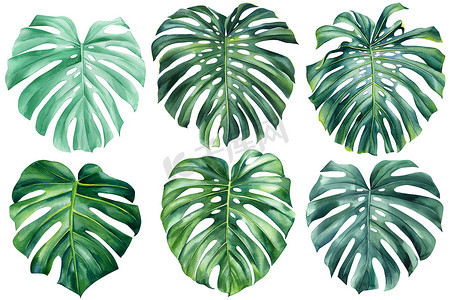 Monstera leaf watercolor on isolated white background botanical illustration, tropical plant, jungle design. High quality illustration