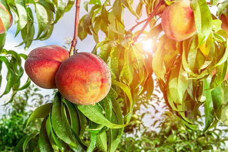 成熟的桃子特写在树枝上的叶子。水果农场概念, 收获, 碳素