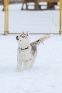 雪地里玩耍摄影照片_小狗在雪地里玩耍