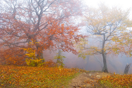 蓝色薄雾摄影照片_蓝色薄雾安静场景中红色秋天森林