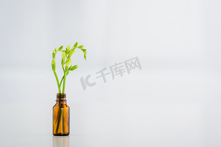 绿色自由植物在玻璃瓶的白色背景与复制空间