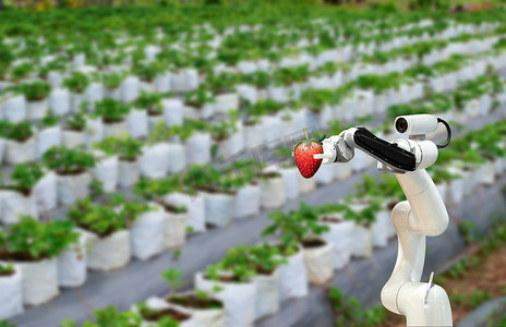 智能机器人农民草莓在农业未来派机器人自动化工作或提高效率