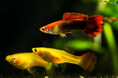 Guppys在淡水水族馆与绿色美丽的热带种植。淡水湖水族馆内的鱼，绿色美丽的热带种植. 