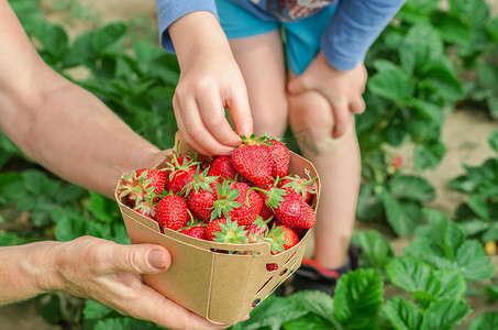一盒草莓摄影照片_一个老妇人的手拿着一盒自制草莓，一个小孩的手从盒子里拿着草莓。自制草莓收获.
