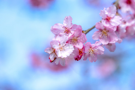 美丽的樱花盛开的樱花在春天的蓝天上绽放，复制空间，合上.