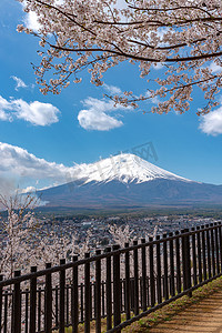 近距离降雪覆盖富士山 (富士山) 与清澈的深蓝色天空背景下的樱花樱花春天的阳光明媚的日子。日本山梨县富士吉田市荒山森根公园