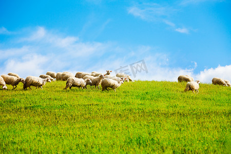 羊在清洁天空背景