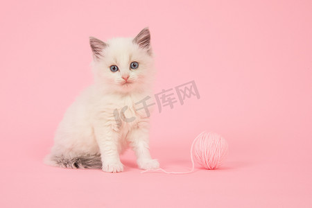 粉红可爱摄影照片_可爱的短毛宝宝布娃娃猫坐着粉红的底色上的粉红色羊毛球