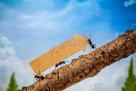 折返箭头摄影照片_蚂蚁搬运上升的箭头为业务图、 业务和团队合作的概念