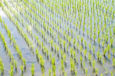 水稻领域的水稻种植以后