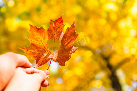 中秋中秋节摄影照片_黄色枫叶在手，心在中间