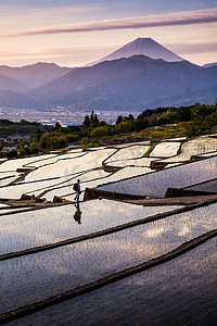 中野三玖鼠标摄影照片_日本水稻梯田和上午南阿尔卑斯山中野，山梨县甲府市的山富士