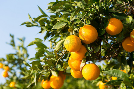 夏橙摄影照片_夏橙树