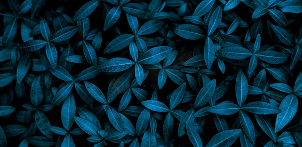 tiny摄影照片_background of tiny blue leaves