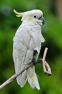 硫凤头鹦鹉 (cacatua 不）、 印度尼西亚巴厘岛.