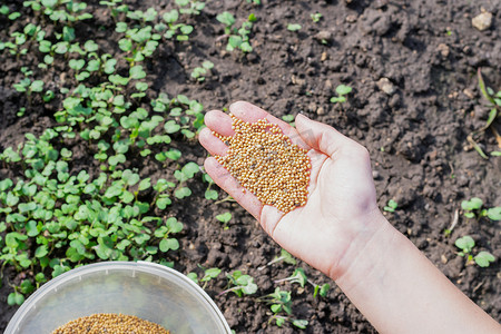 小女孩的手沾满芥末种子，准备在菜园的地上播种，作为一种快速生长的绿肥，有效地抑制杂草