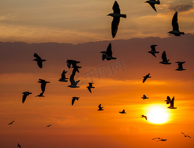 海鸥飞在日落时的剪影