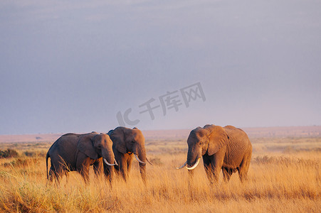 三只大象干的草地场