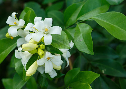 茉莉花自然在森林里