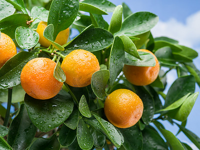 橘子摄影照片_ 在树上成熟橘水果. 