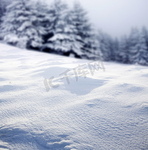 有白雪杉树的圣诞背景 