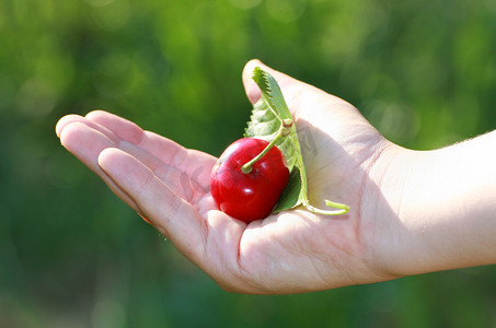 孩子掌握成熟的红樱桃，只领料无线人的手，