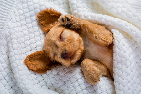 科克犬品种的小棕色小狗睡得很甜。 毛绒绒的宠物 狗的生活中有趣的时刻。 甜蜜的梦.