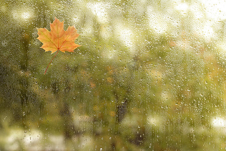 枫叶和水滴在湿玻璃杯上。雨后的秋天窗户