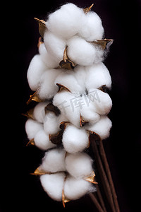 分枝上有白色绒毛棉花，背景为黑色，花朵为精致的白色棉花。天然有机纤维、农业、棉籽、织物原料、选择性重点