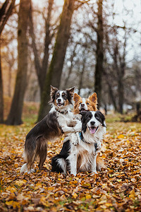 听话的狗品种边境牧羊犬。肖像，秋天，大自然，技巧，培训