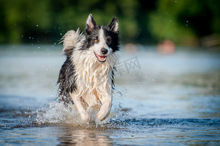 夏天,可爱的黑白相间的健康快乐的狗在水河中繁殖边境牧羊犬.在水里跑来跑去的狗享受夏天.