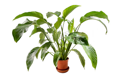 绿色花植物生长在棕色锅隔离在白色后背