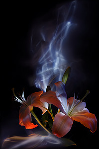 花和芽, 雌蕊和白色百合的雄蕊, 画在五颜六色的背景上的光, 即兴与蓝色和白色的光在黑色的背景